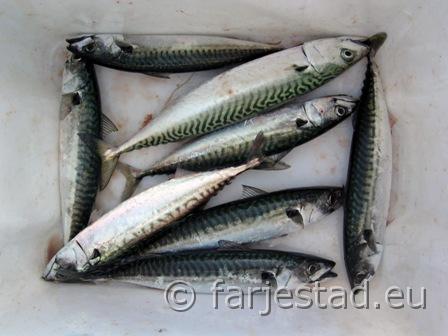 makrill1.JPG