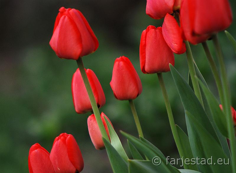 tulp.jpg