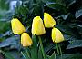 tulp_